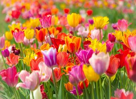 Extra services for major events this Spring